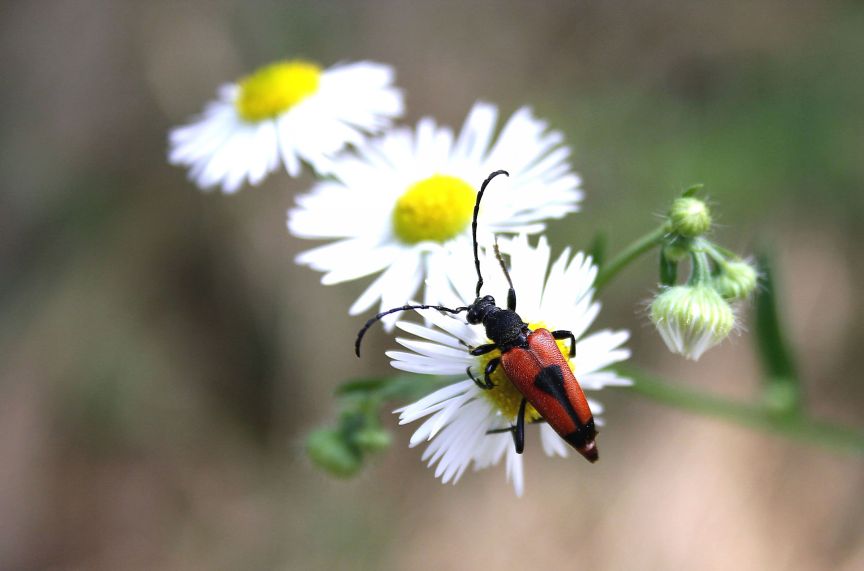 Stictoleptura cordigera cordigera